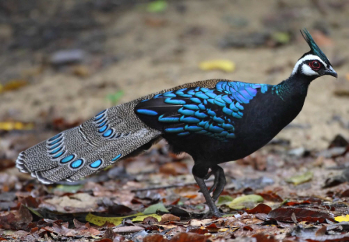 http://imagespeeder.com/bp1/Philippines/ToursPhil-Palawanpeacock-pheasant.jpg