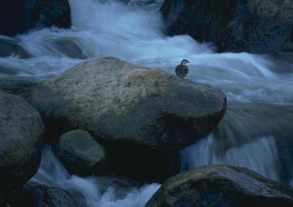 birding pal ecuador birding pal ecuador
