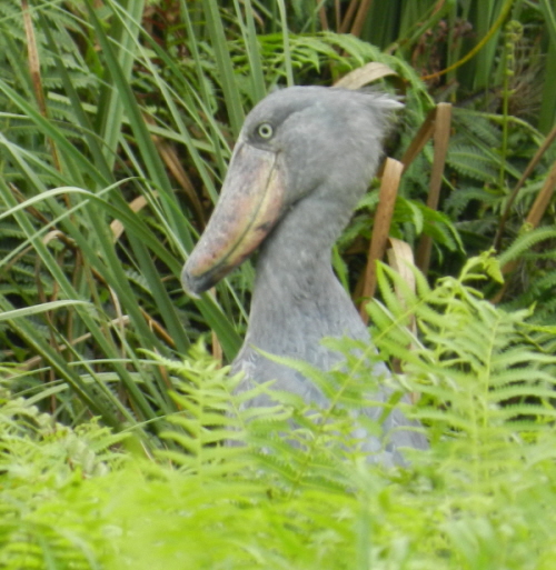 Lutembe Bay: Counting birds (and the resident shoebill)