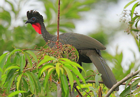 Birding Pal