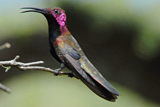 Jamaican Mango Hummingbird