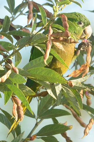 Olive-throated Parakeet.jpg